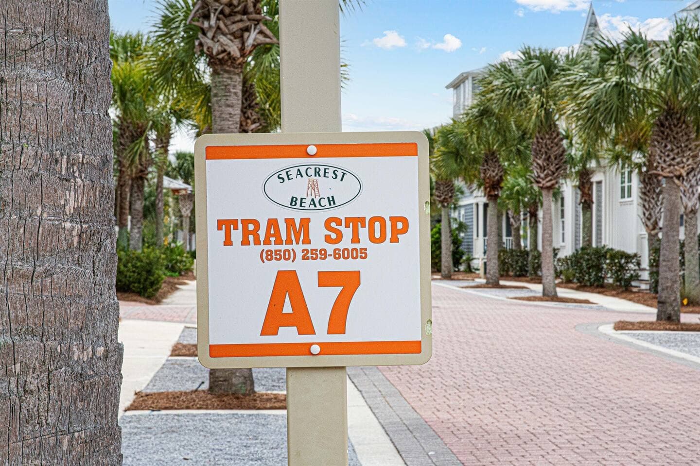 Micaseata - Image 59