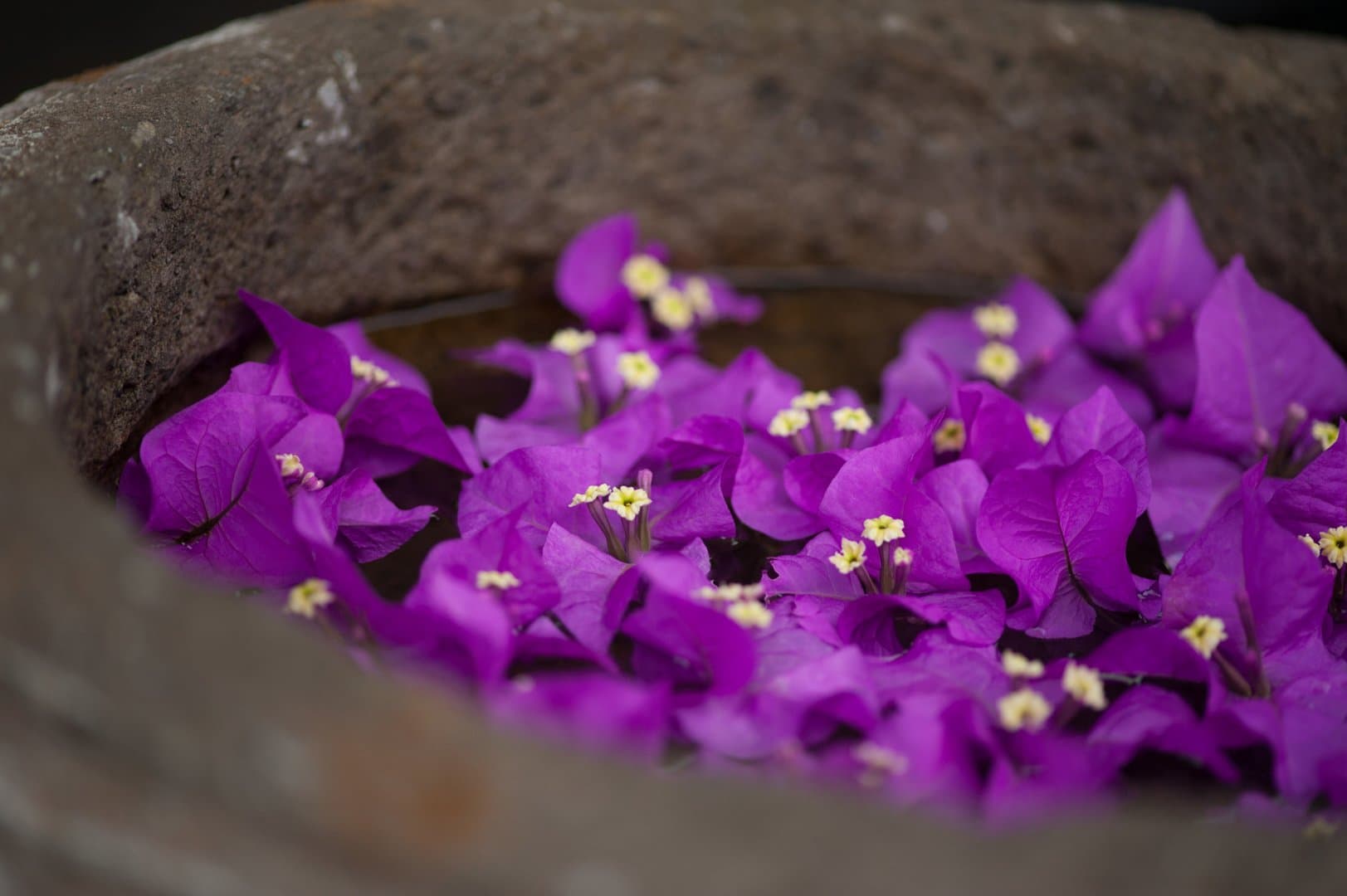 El Chante - Image 21