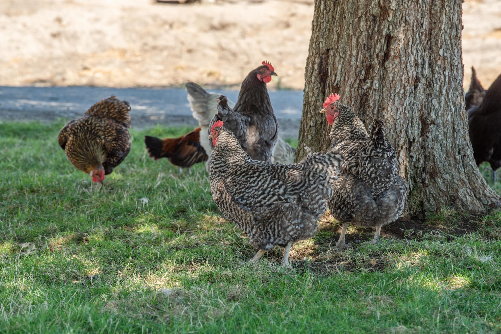 Red Barn Home - Image 30