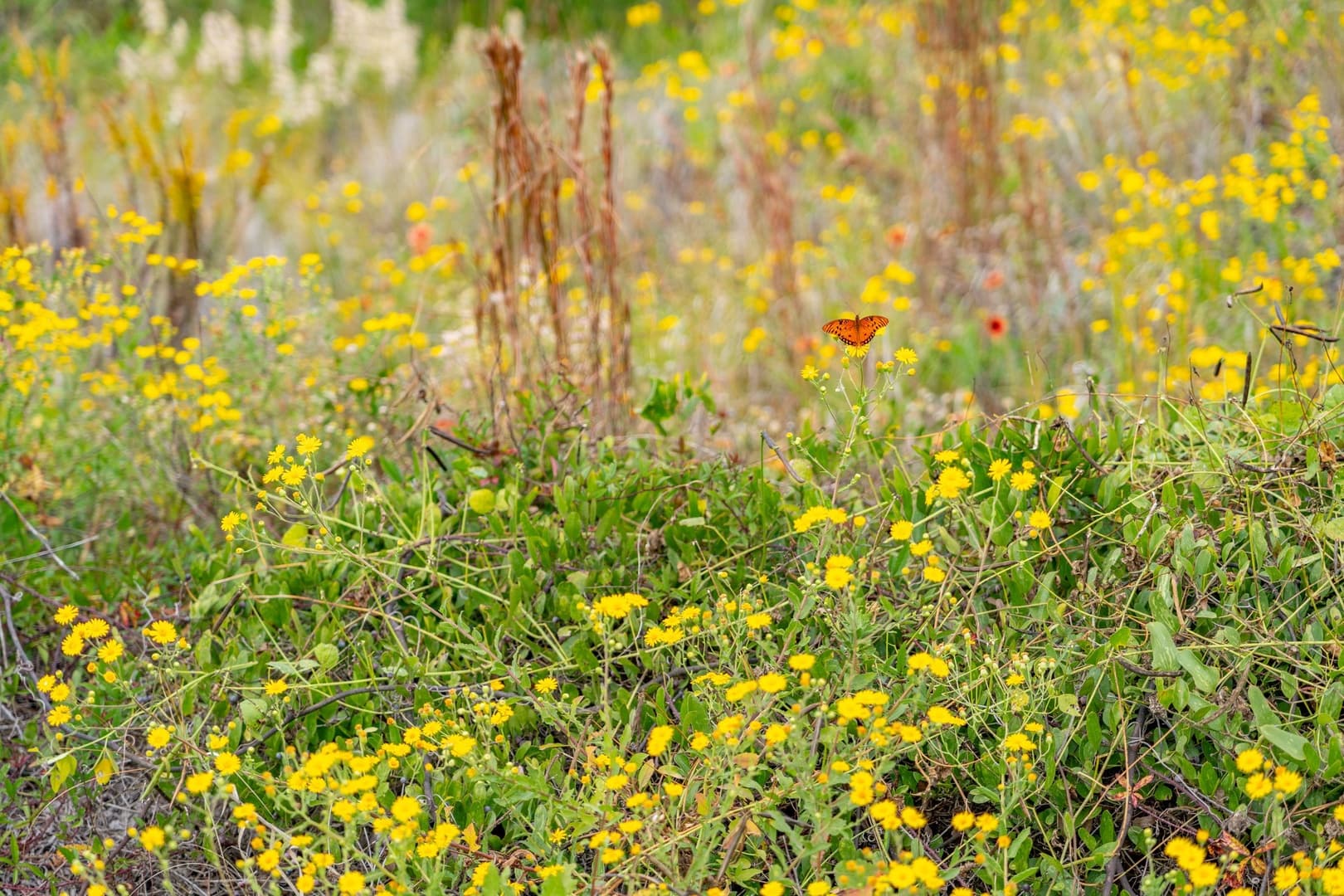 Endless Summer - Image 85