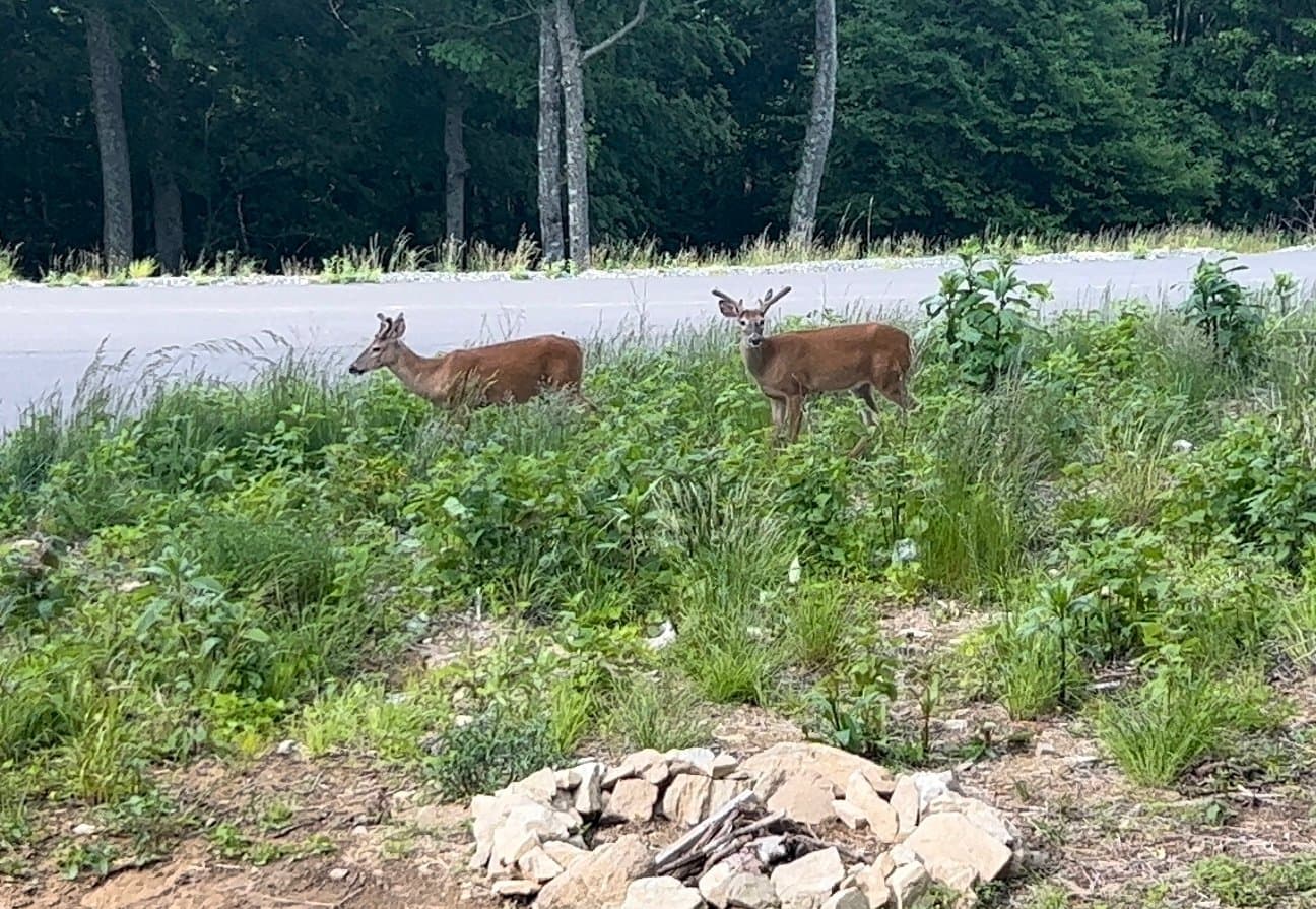 Elevated at Monteagle - Image 30