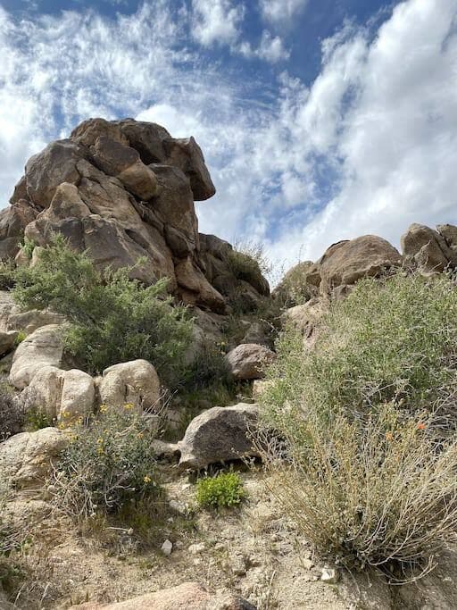 Joshua Tree Vista - Image 29