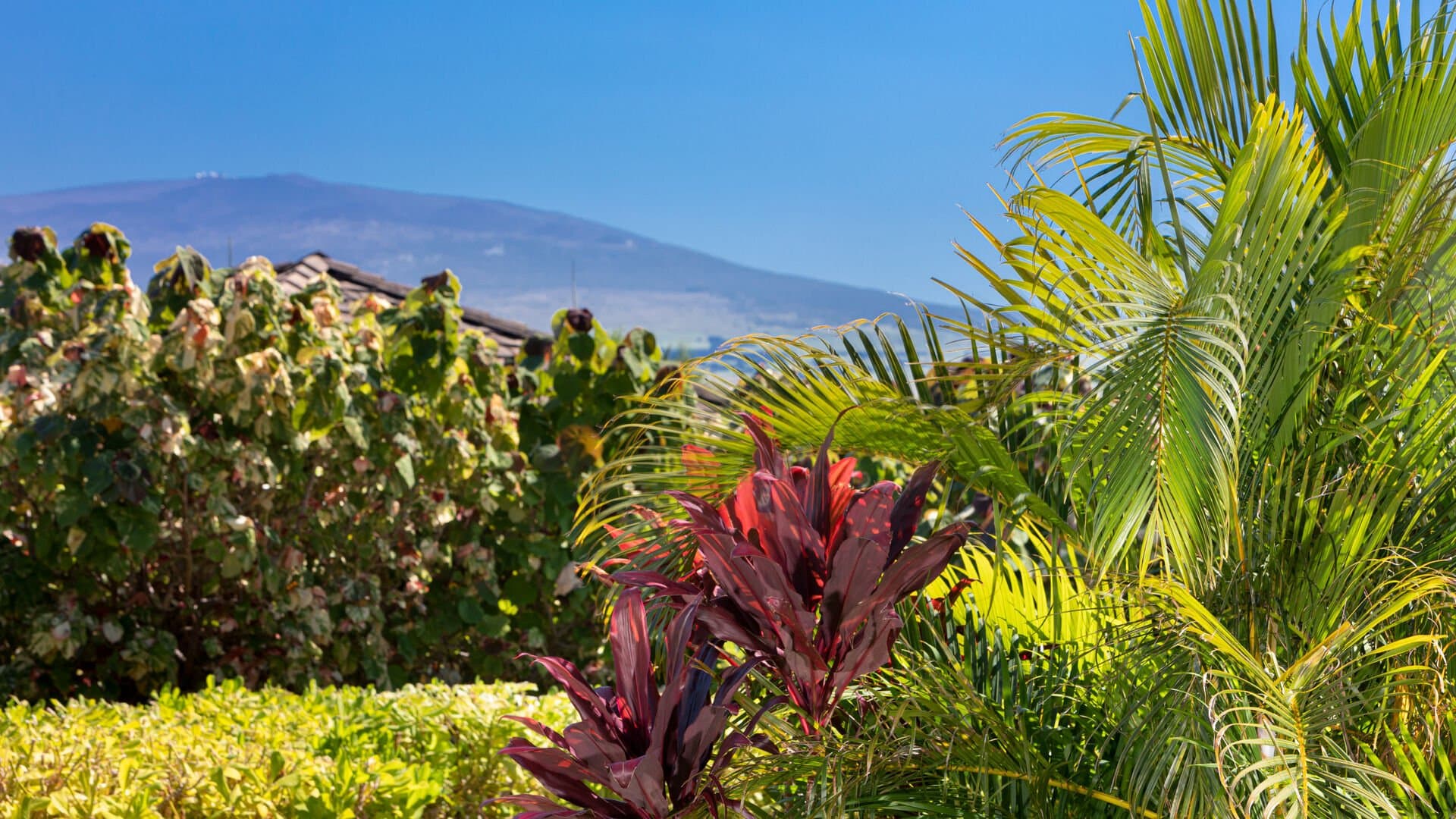 Flora Paradise - Image 42