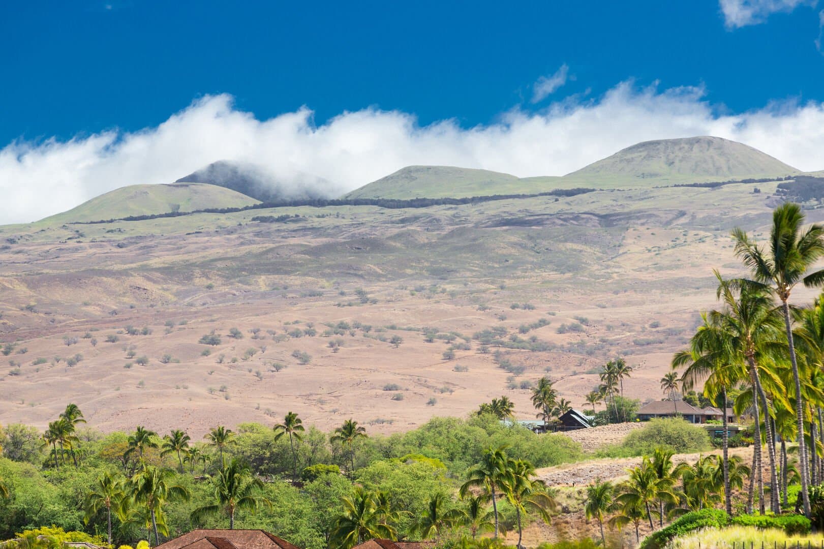 Hawaiian Elegance - Image 99