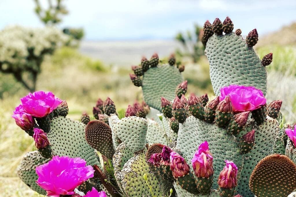 Joshua Tree Vista - Image 30