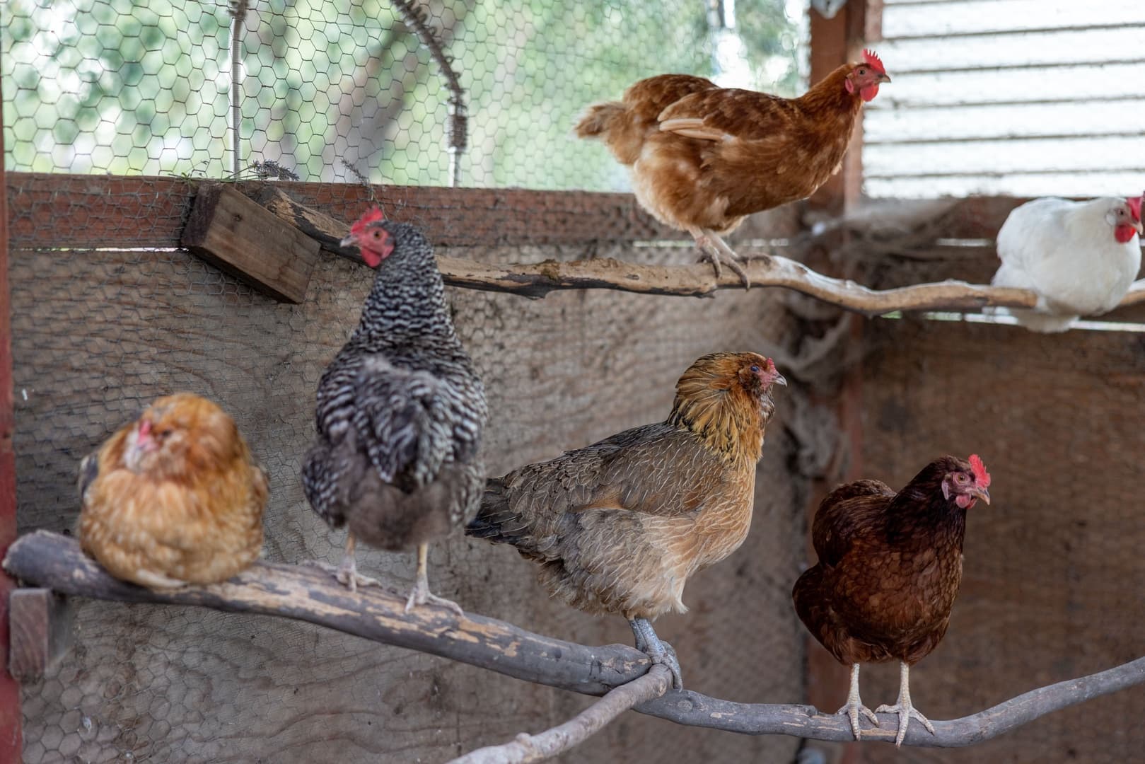 Fryer Creek Agriturismo - Image 57