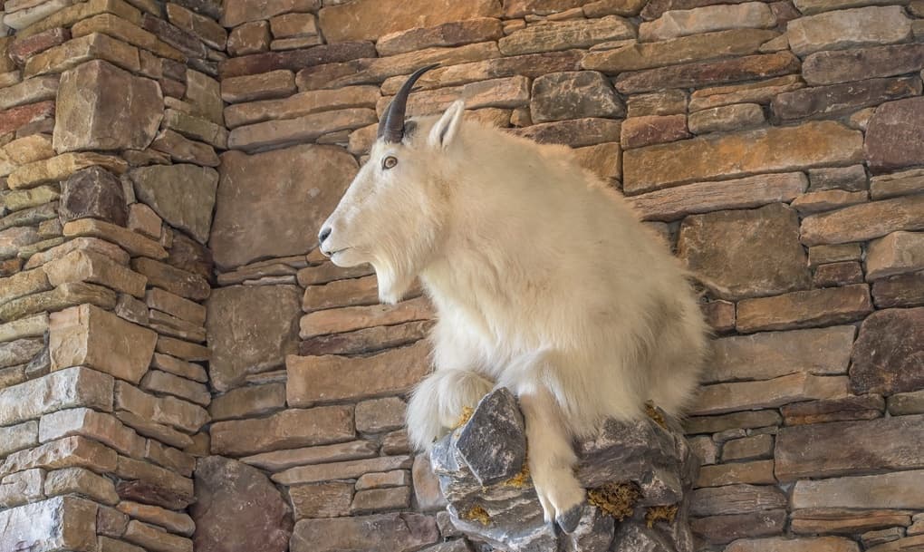 Black Eagle #3 - Image 5