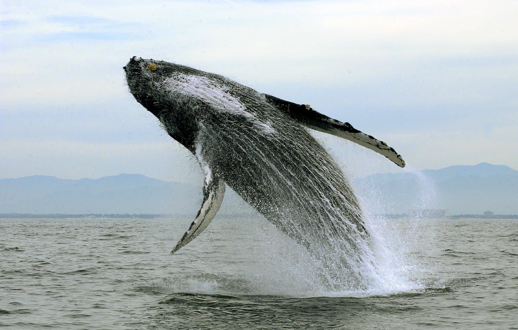 Pacifica Punta Place - Image 129