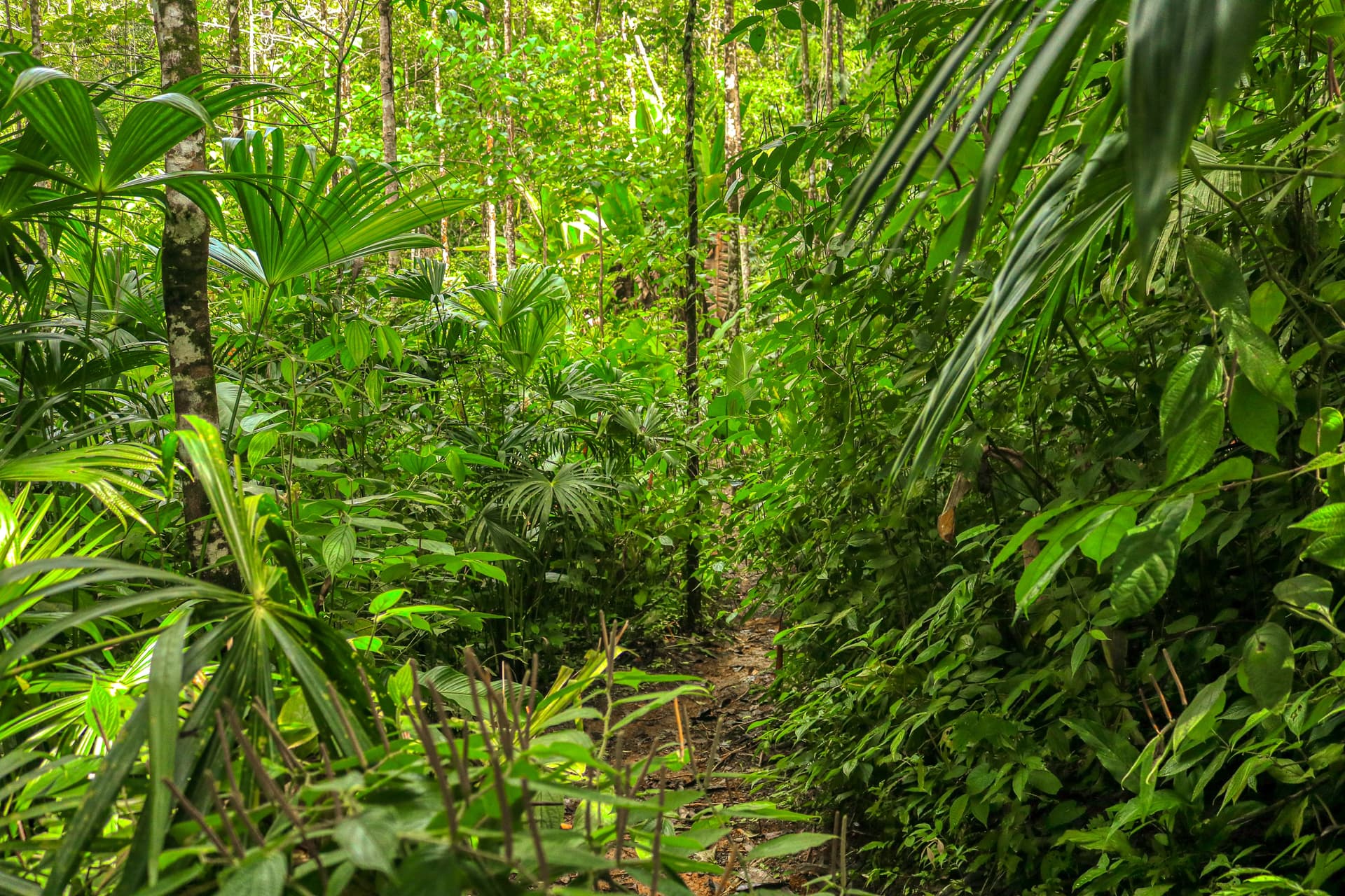 Terrazas de Ballena - Image 6