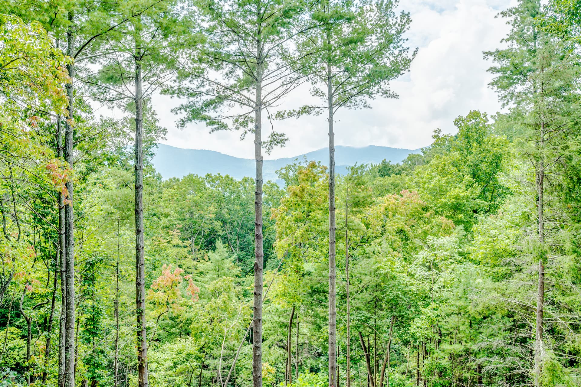 Woodland Dreams - Image 40