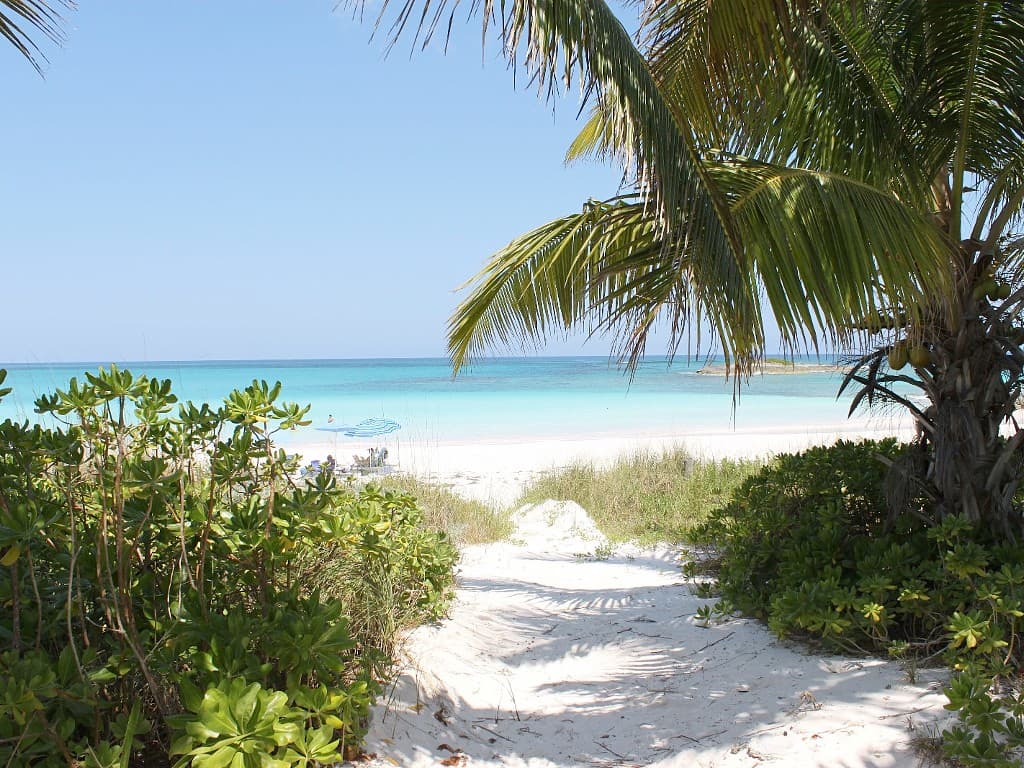 Salty Dolphin - Image 6