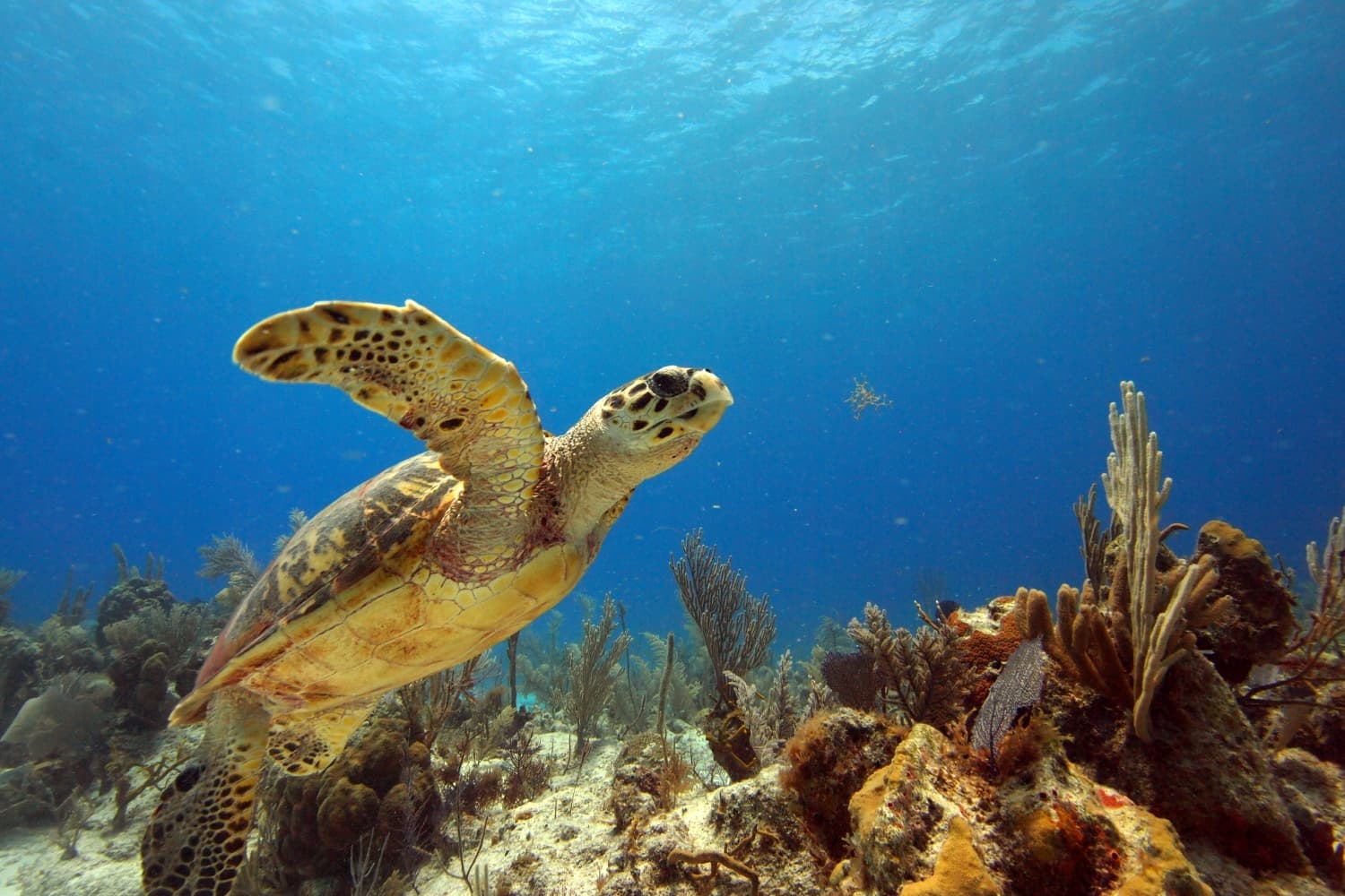 Villa Sol y Luna - Image 23