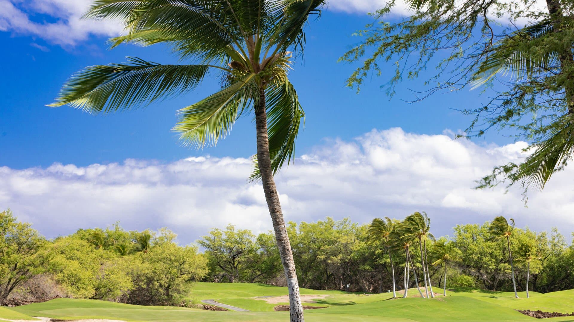 Hawaii Roma - Image 47