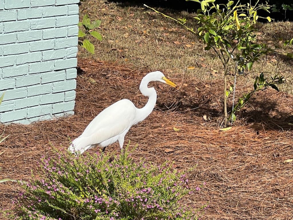 Beach Blessing Isle of Palms - Image 40