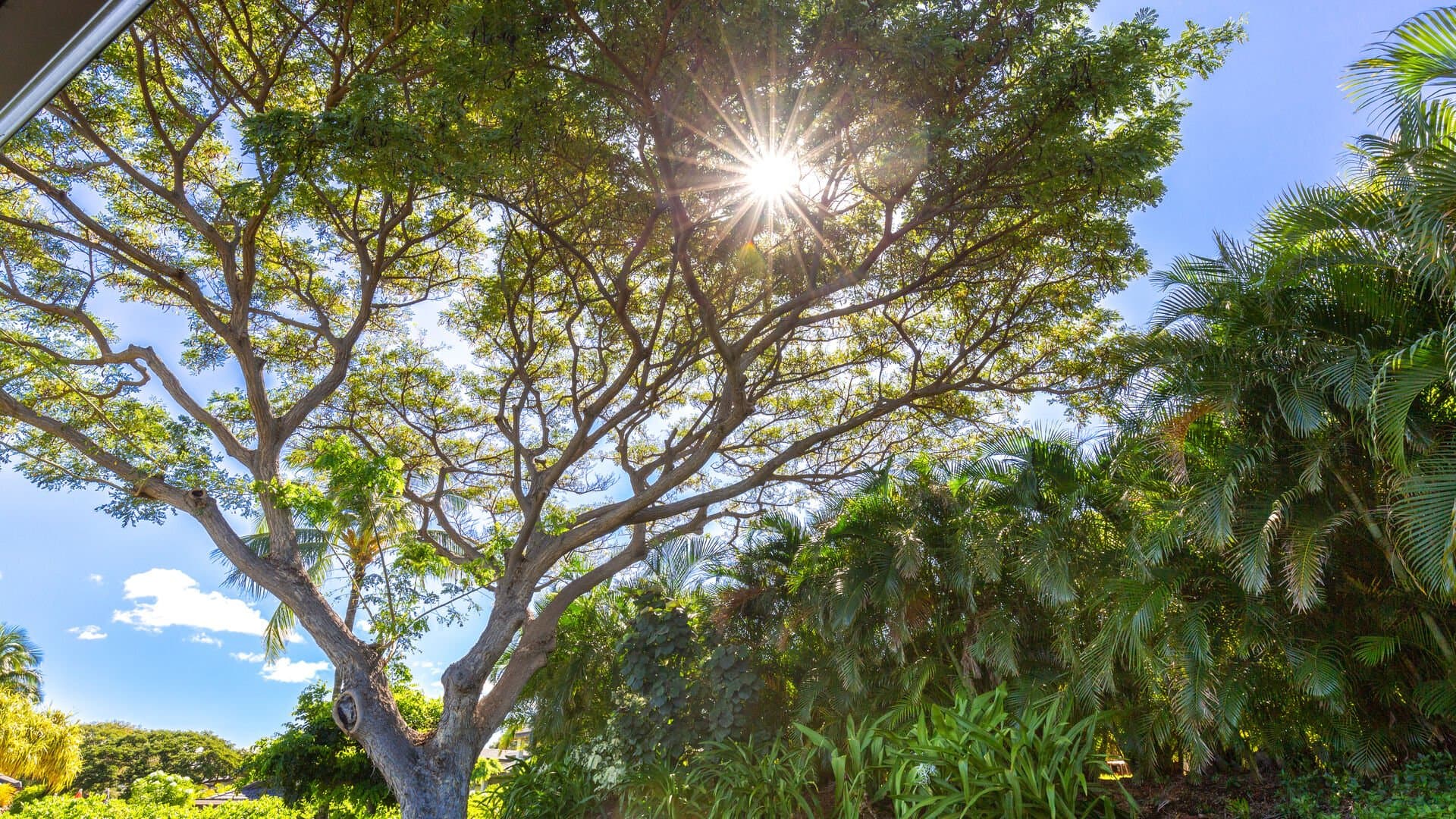 Hale Kanani - Image 61