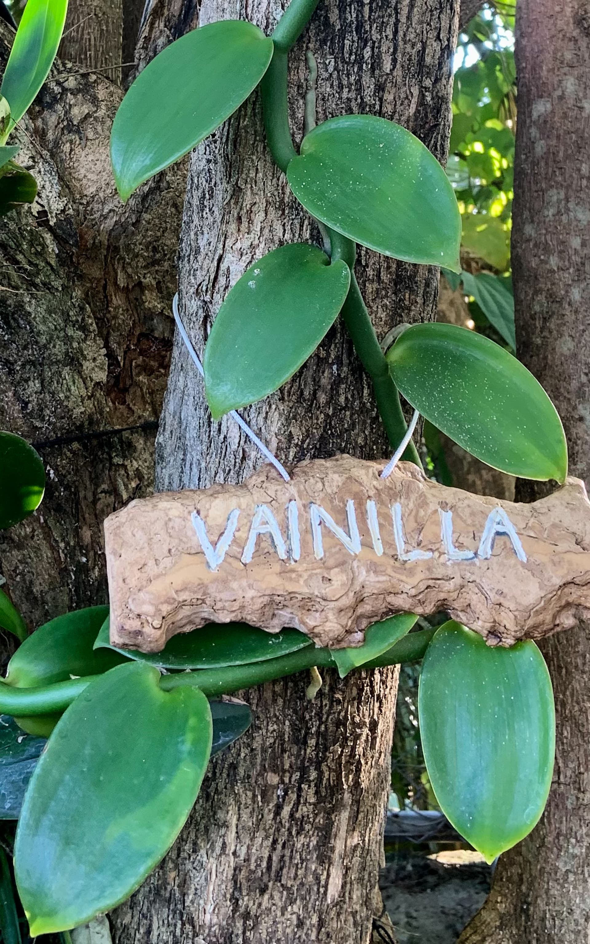 Villa Motmot - Image 29