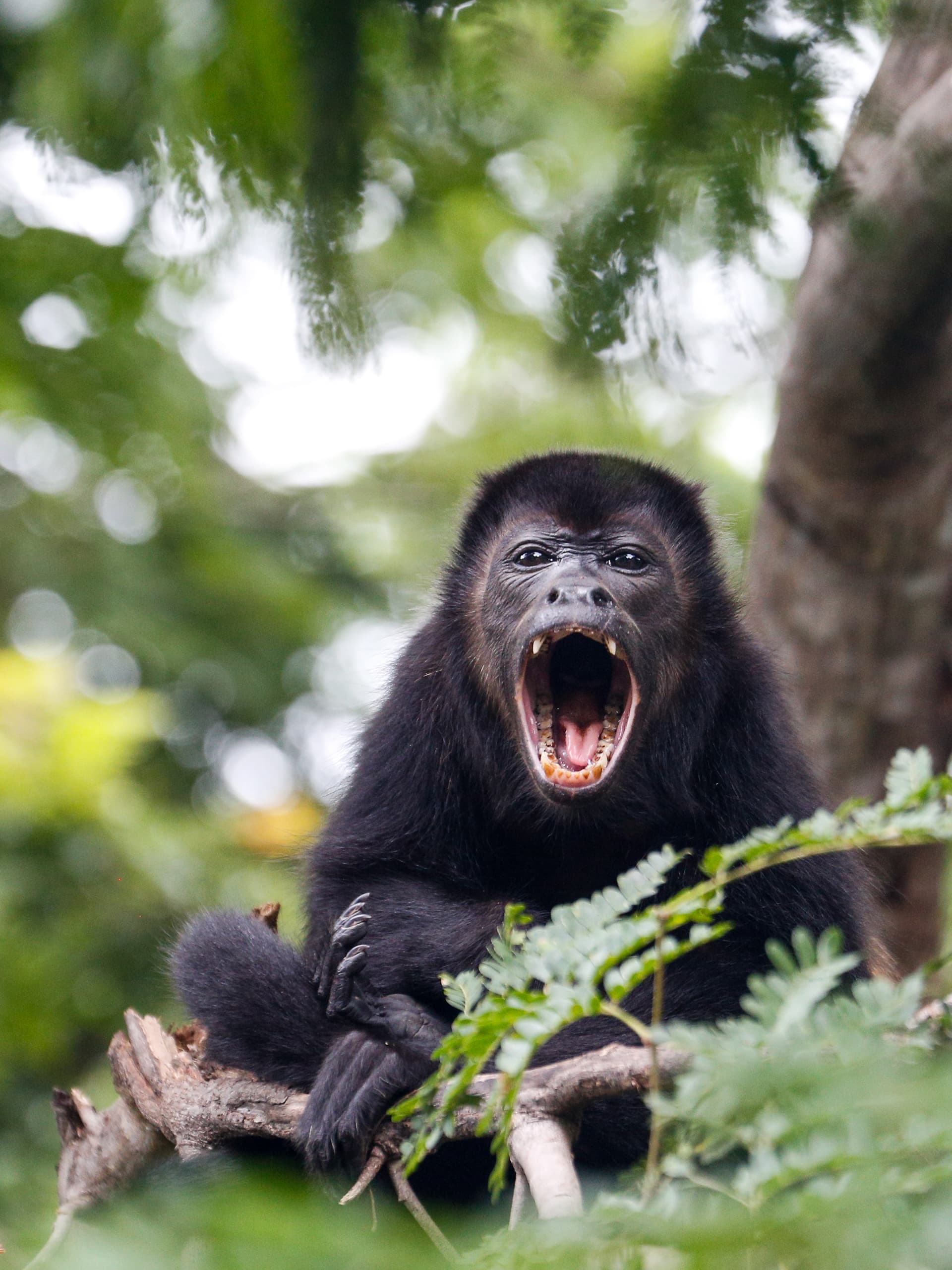 Villa Motmot - Image 30