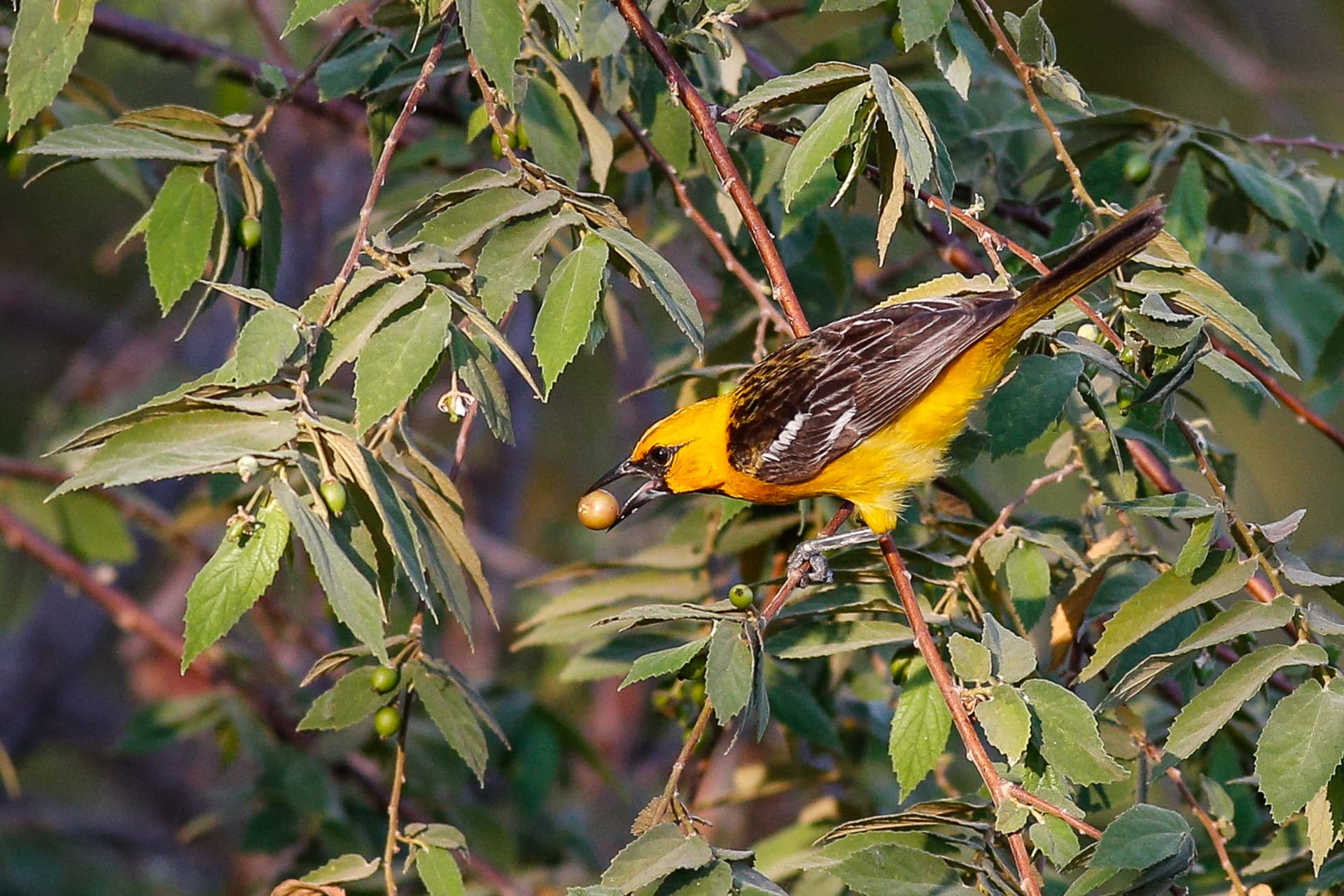 Villa Motmot - Image 32