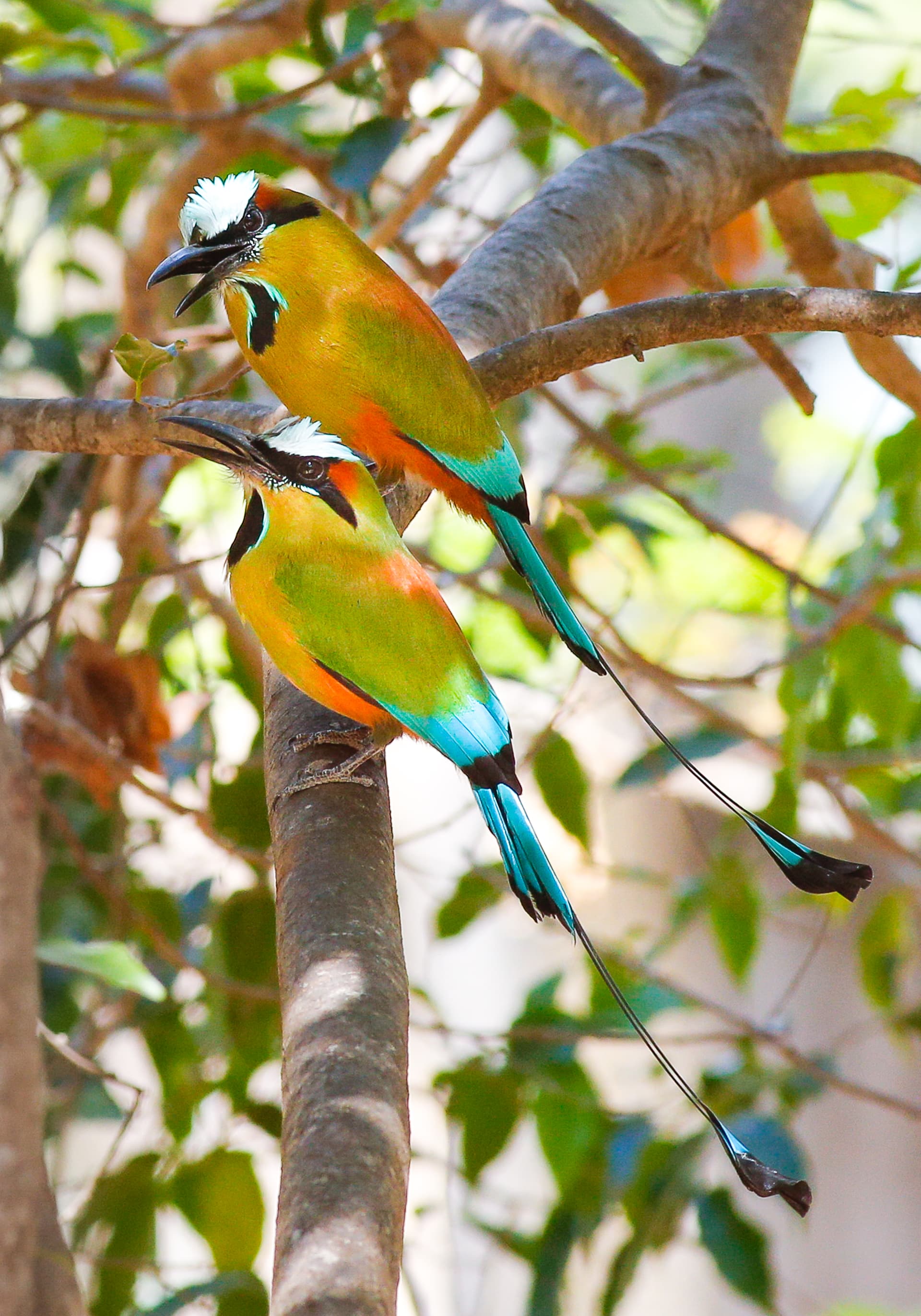 Villa Motmot - Image 33