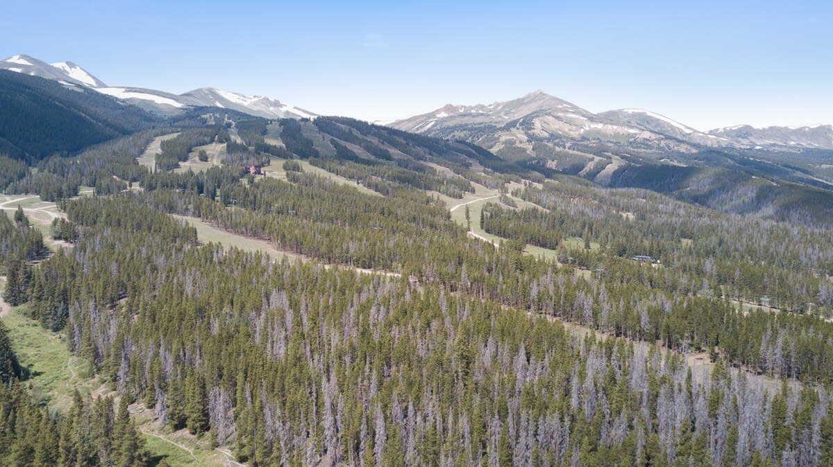 Peaks and Pines - Image 30