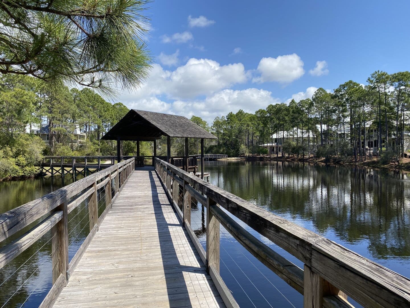 Longleaf Pines - Image 35