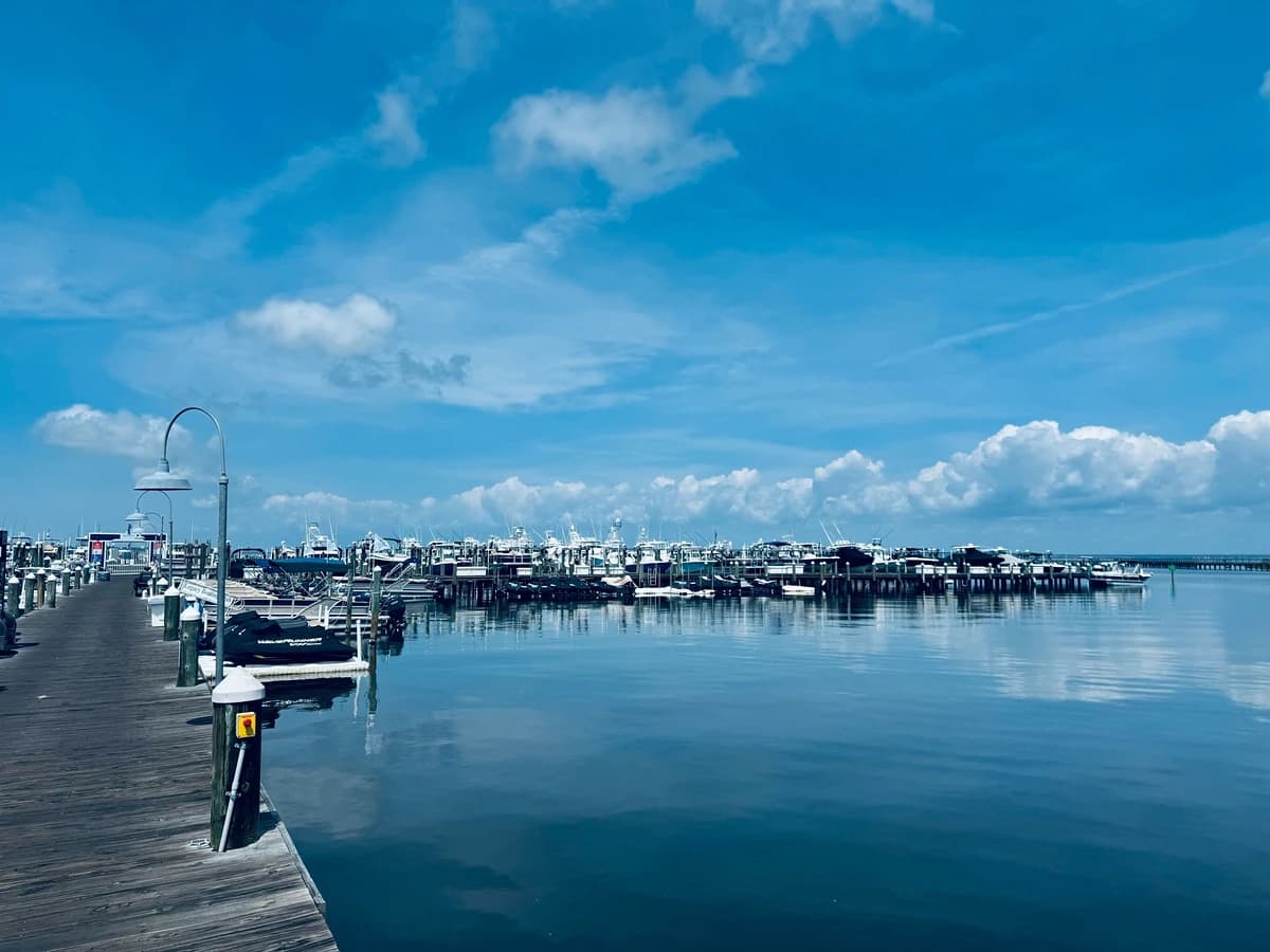 Coral Starfish - Image 39