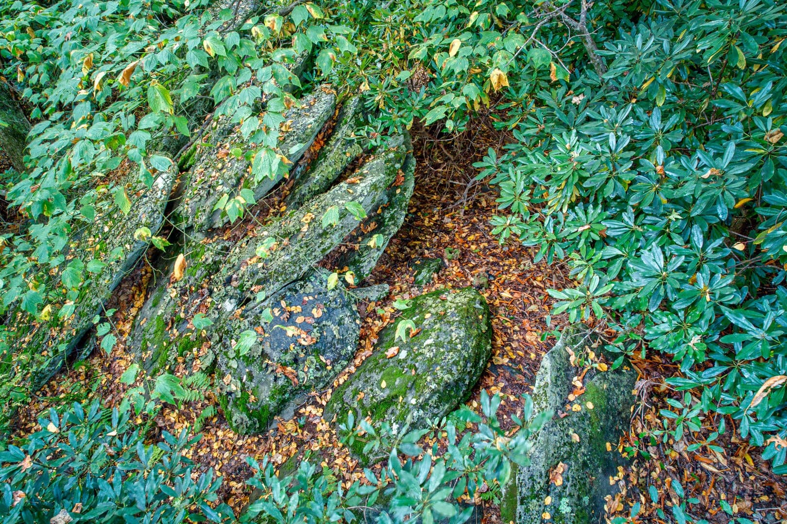 Farallon Cabin - Image 50