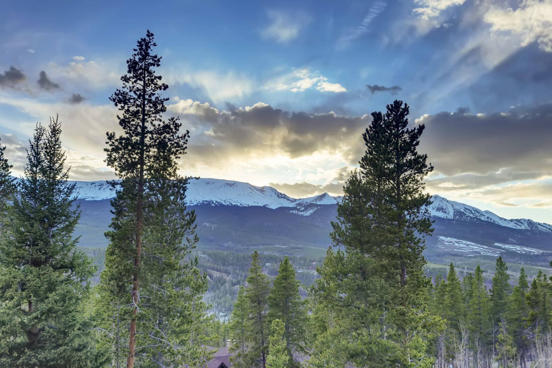 Bearadise Forest - Image 36