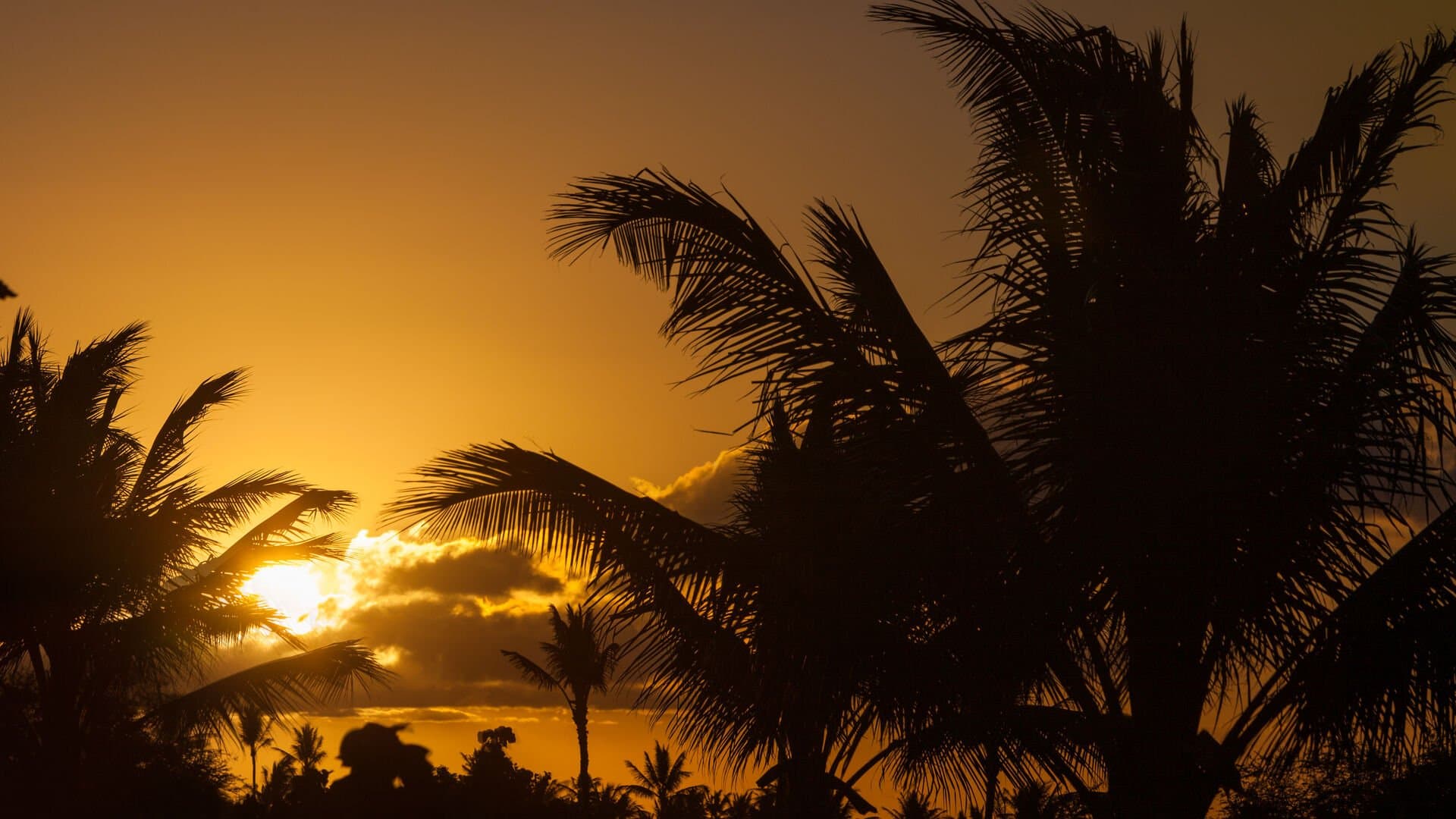 Hawaiian Destiny - Image 43