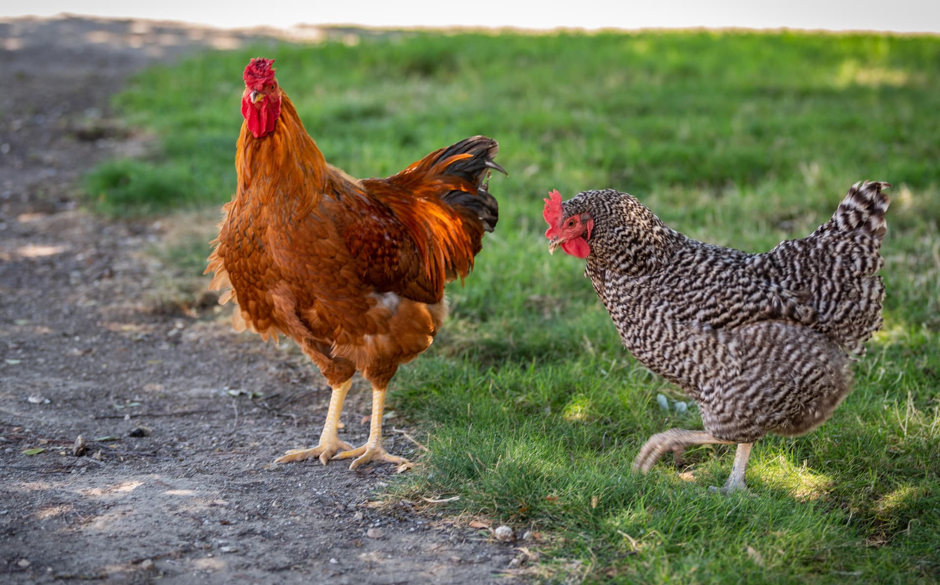 Red Barn Home - Image 28