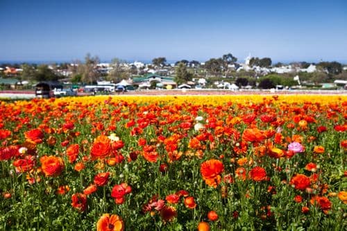 Carlsbad Shores - Image 34