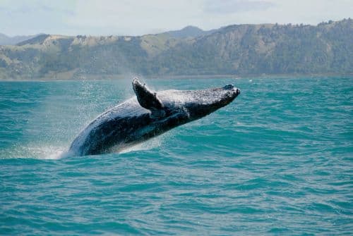 Aloha Breeze - Image 56
