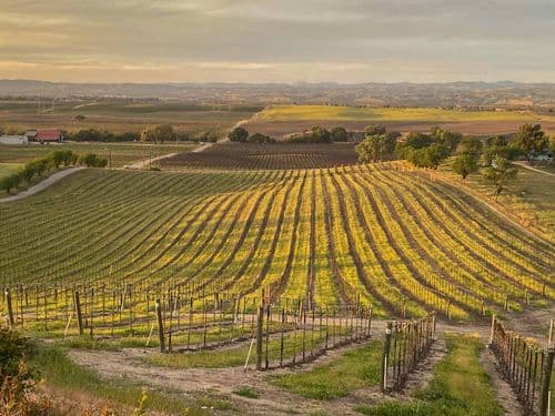 Hidden Acre Vineyard Estate - Image 79
