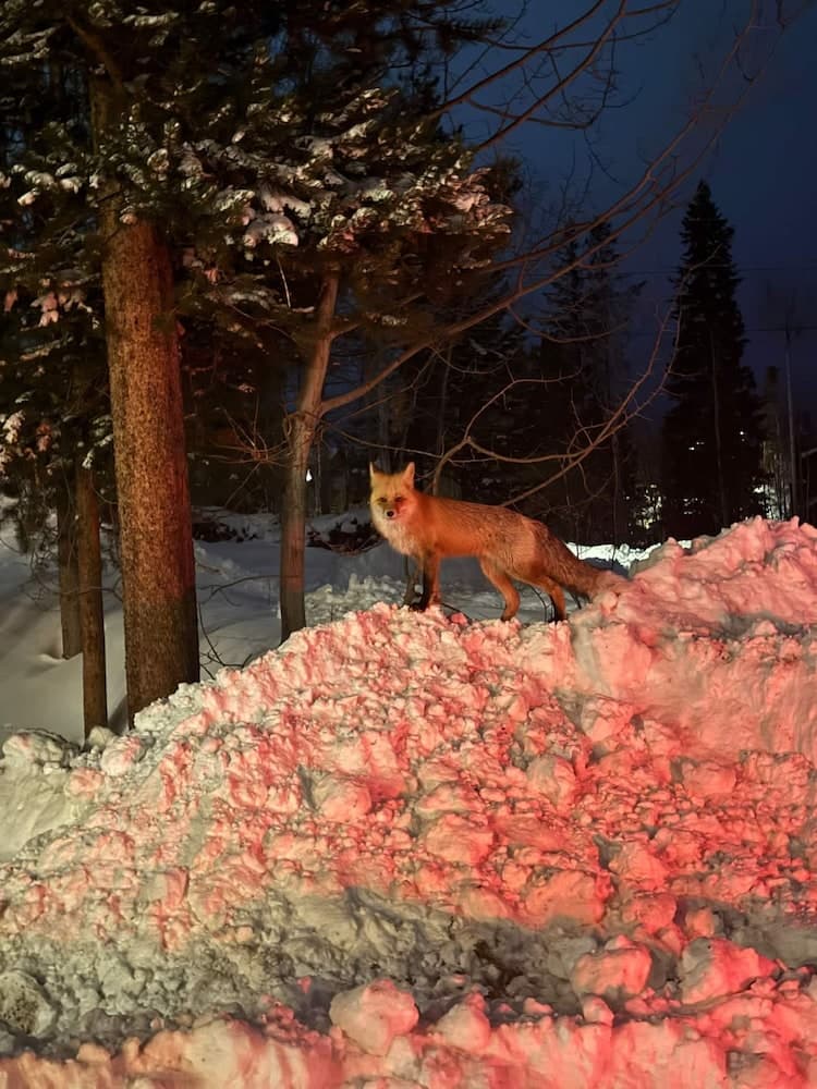 Amazing Winter Haven - Image 23