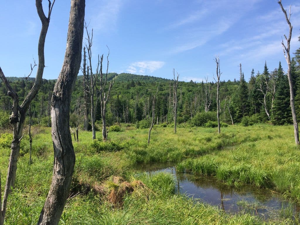 Moose Lodge - Image 48