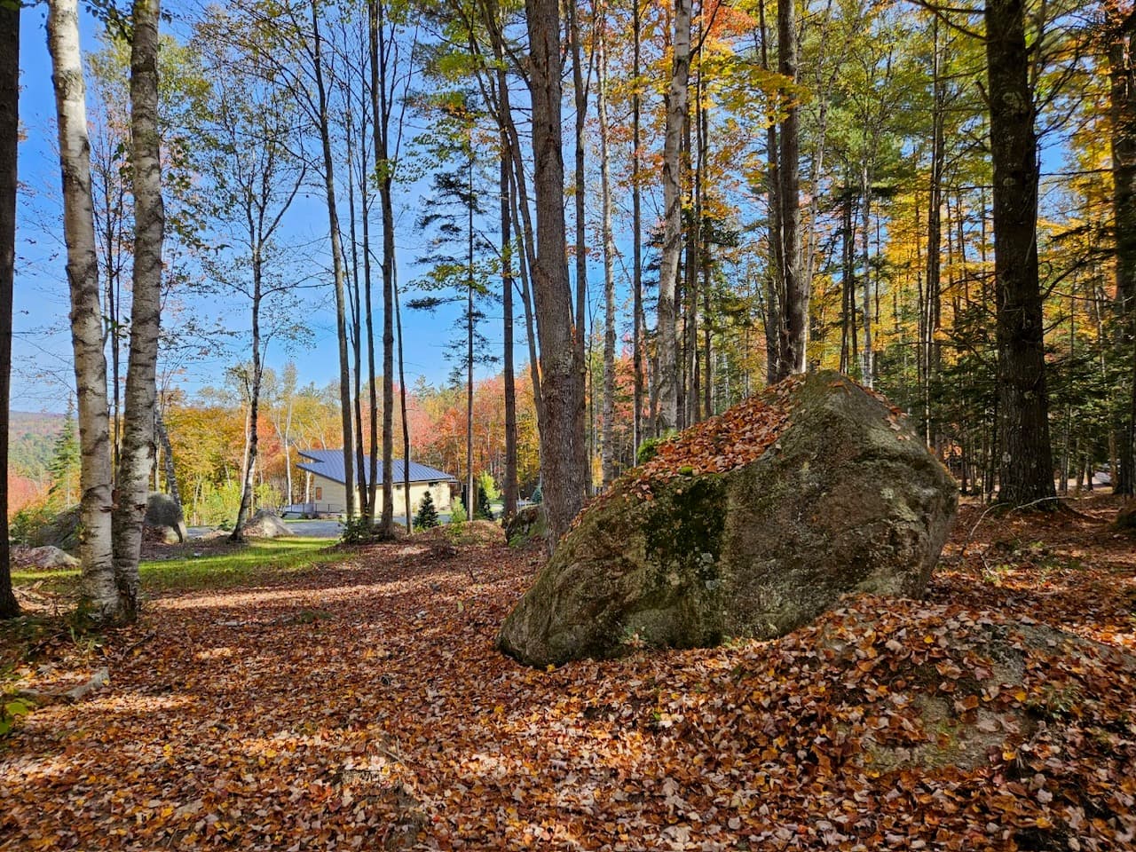 Hollow Tree Home - Image 21