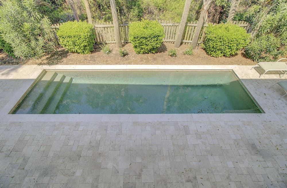 Sand Dollar #24 - Image 2