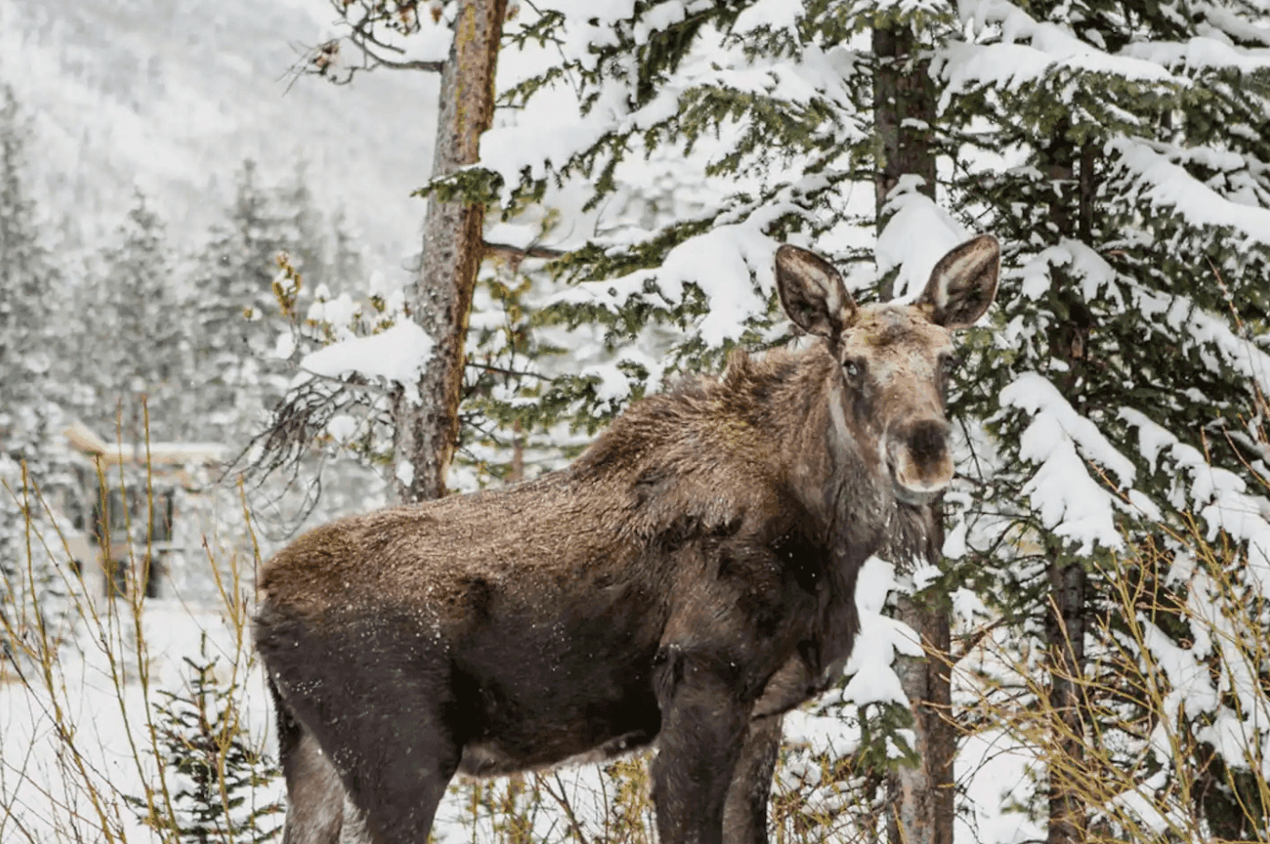 Mountain Manor - Image 89