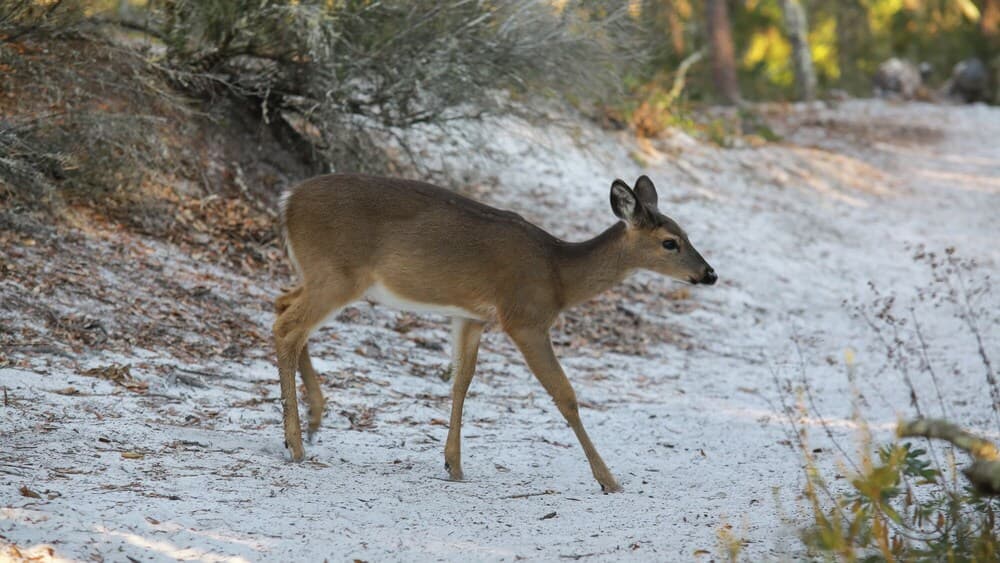 Ocean Park - Image 52