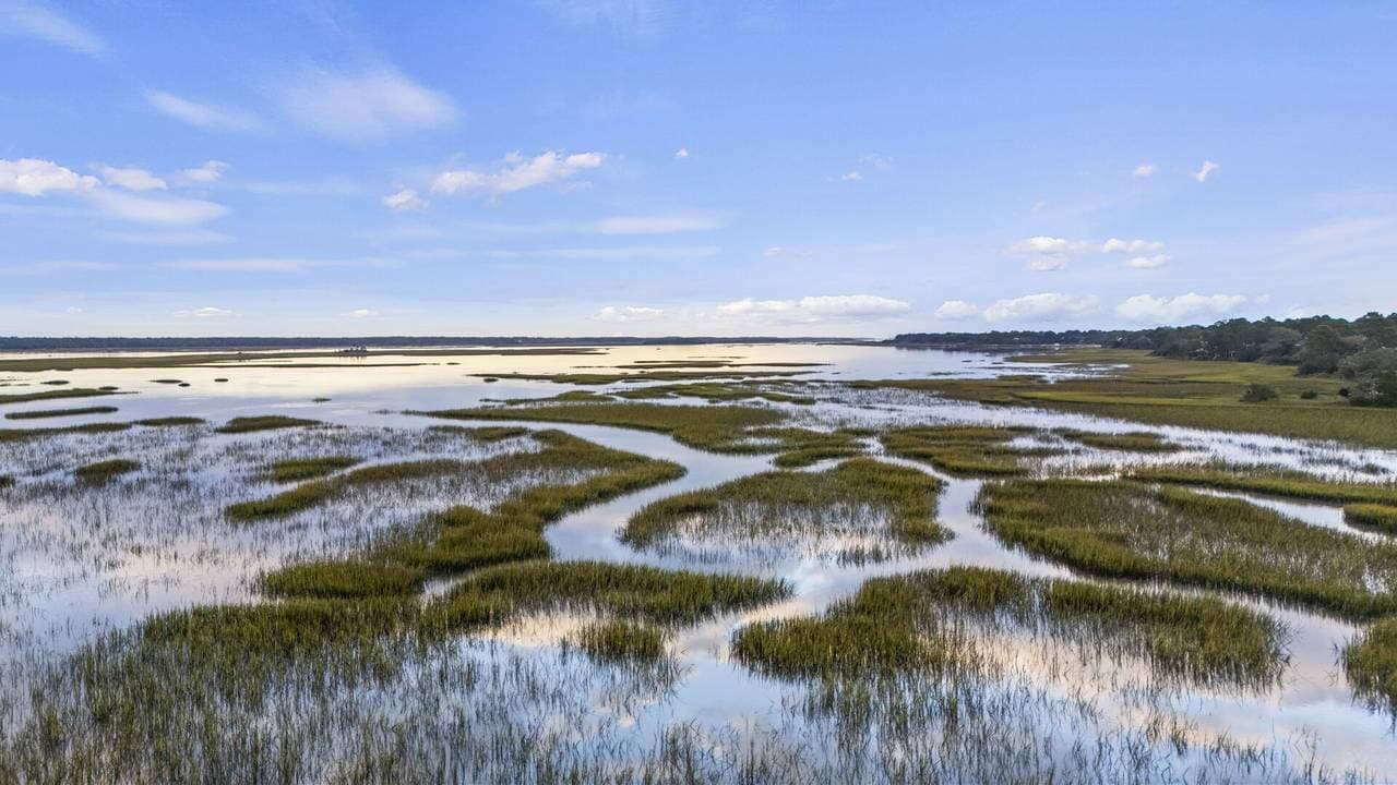 Marsh Hawk - Image 63