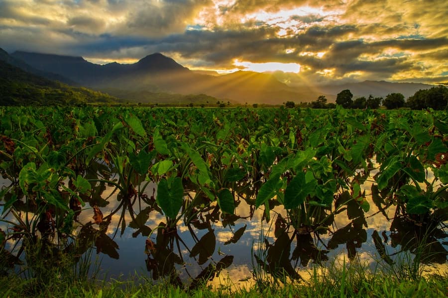 Pohaku Kauai - Image 27