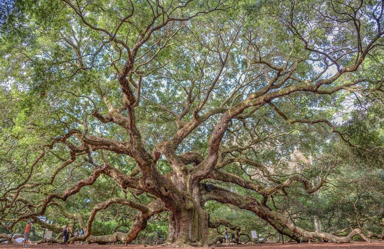 Curlew Court - Image 57