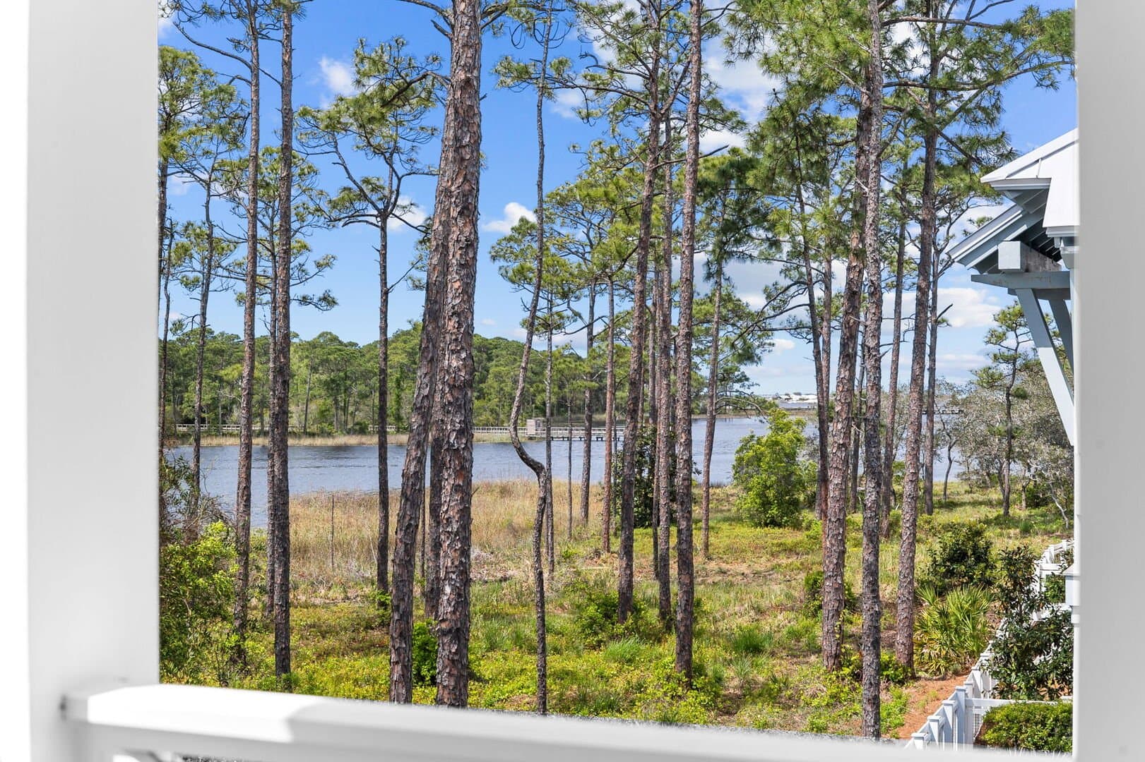 Sand Between Pines - Image 38