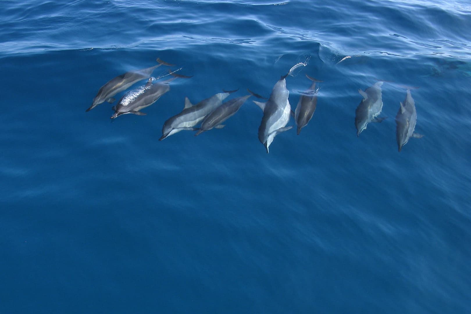Dolphin Home - Image 50