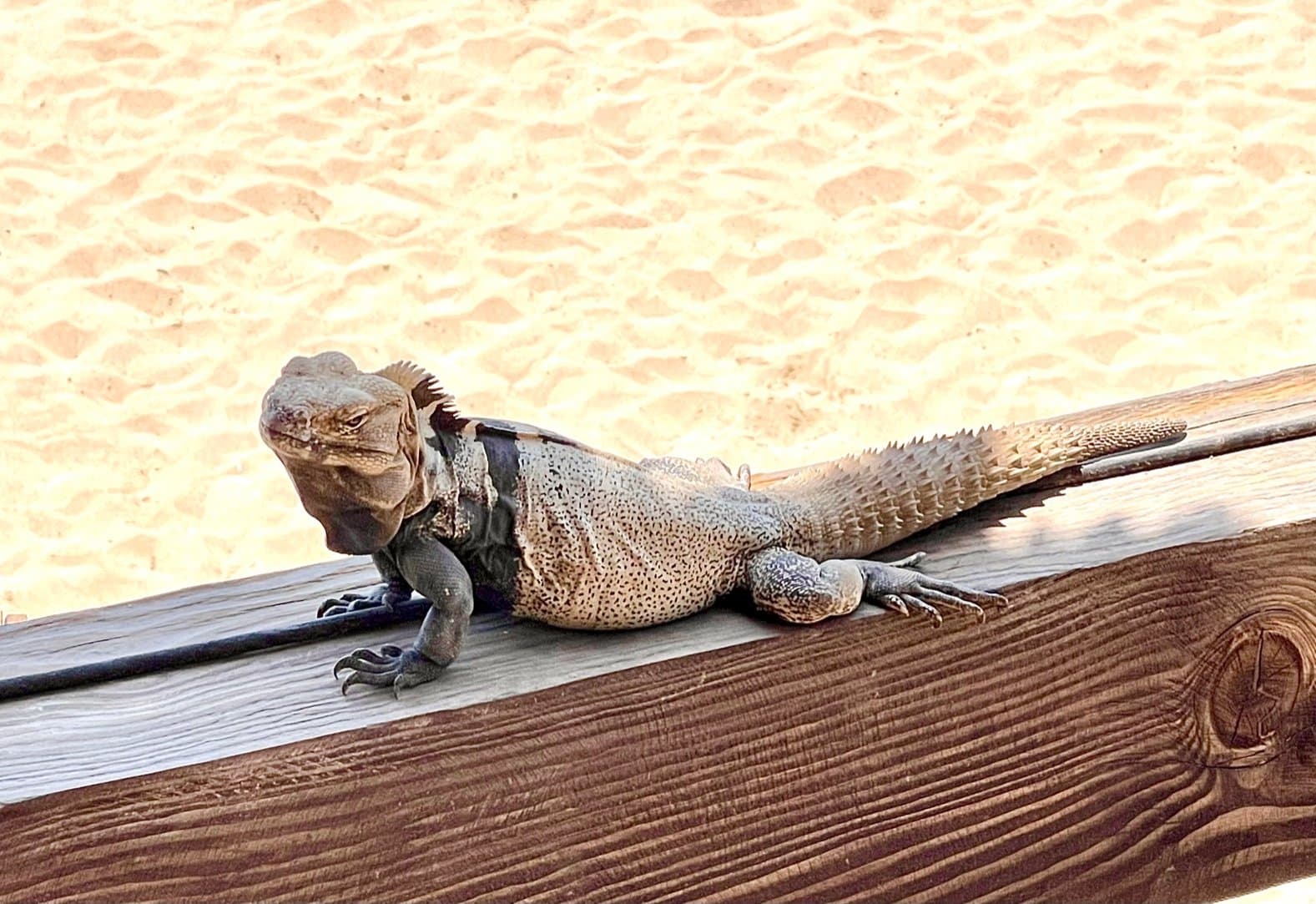 Cabo Dream Escape - Image 44