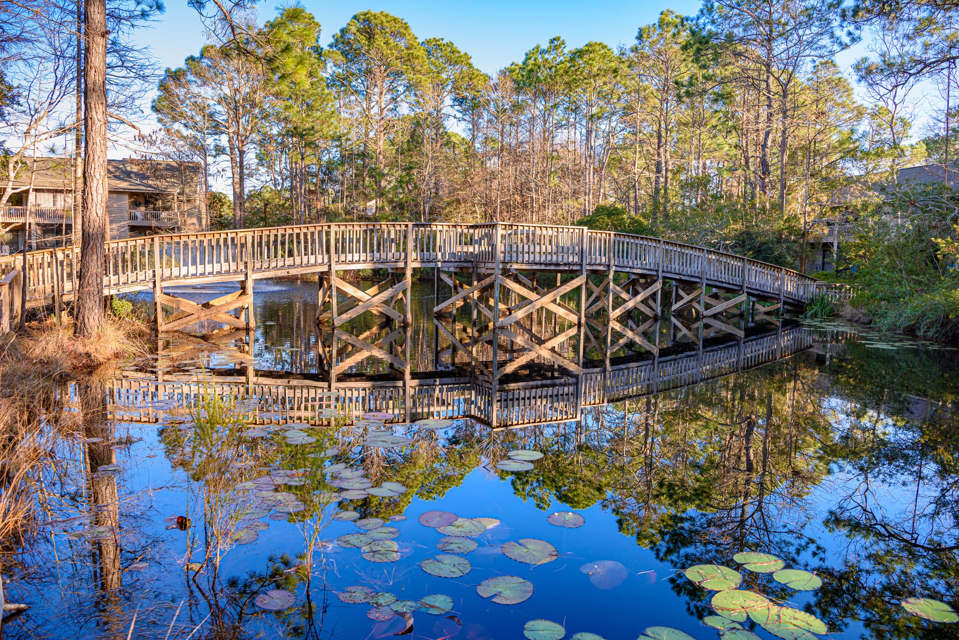 Cassine Dream - Image 46