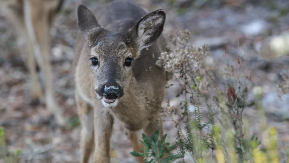 La Pointe - Image 51