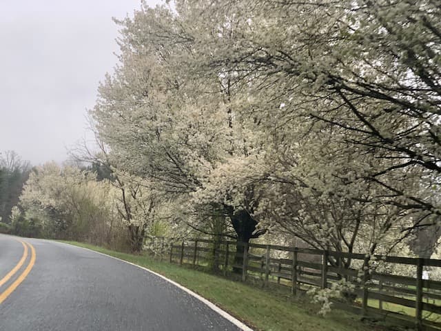 Hoopers Creek Cottage - Image 38