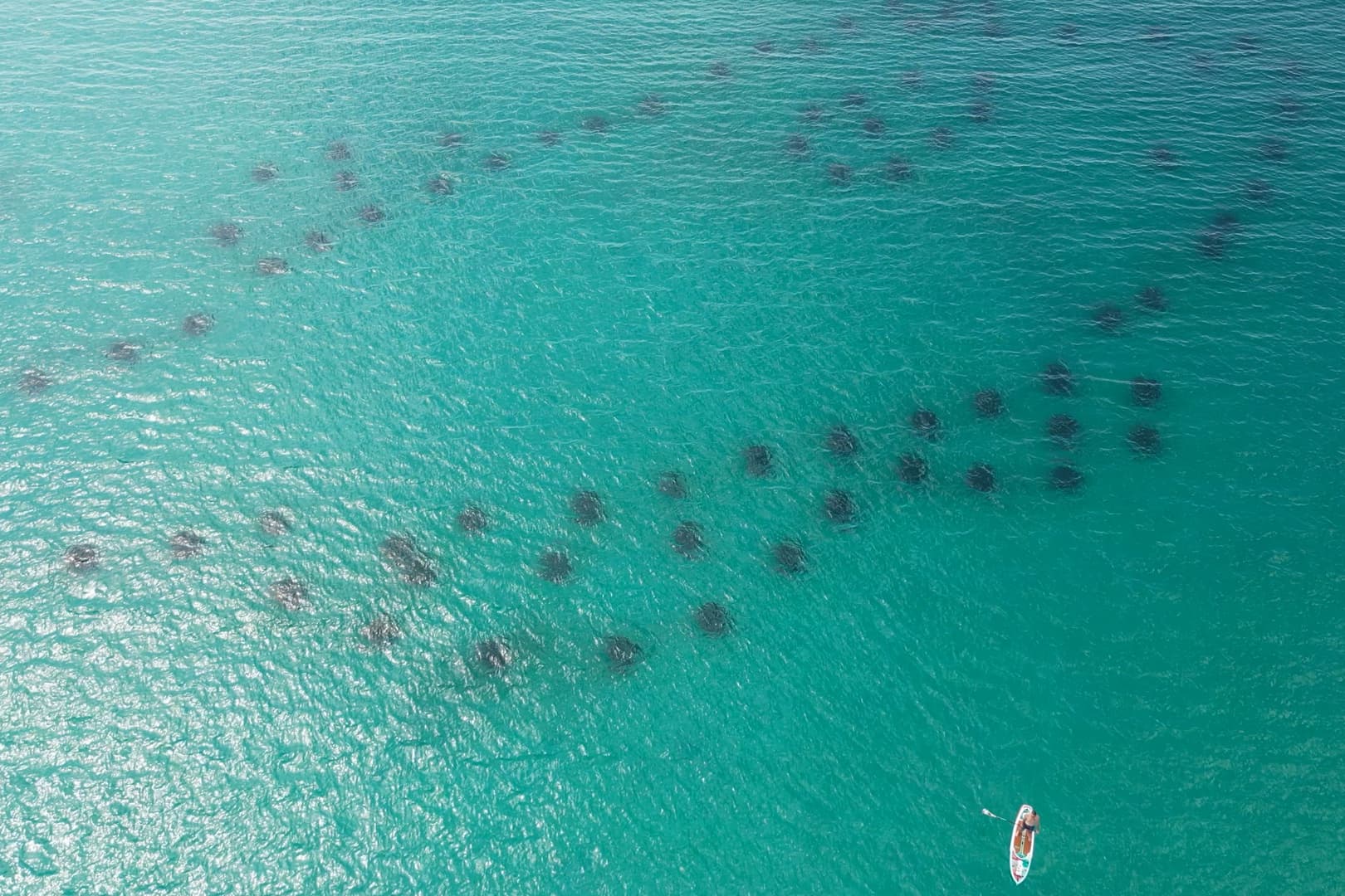 Grand Pearl - Image 153