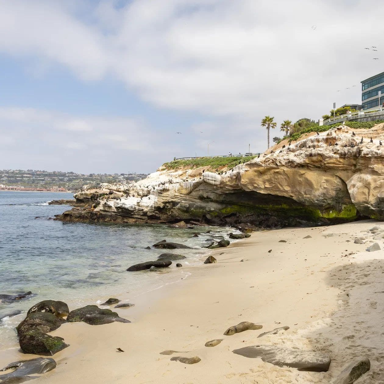 La Jolla Living - Image 41